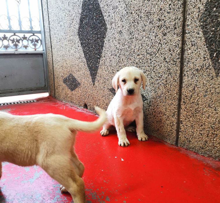 Лабрадор ретривър