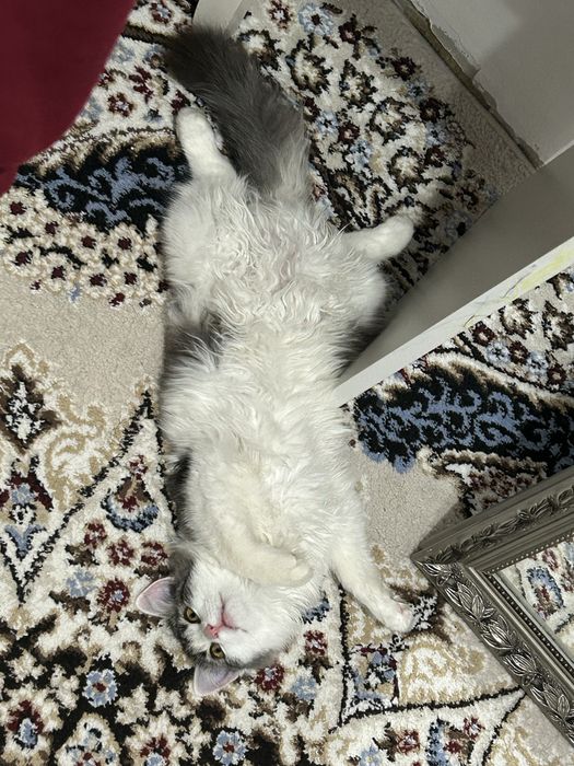 Пышный мысық сүйкімді