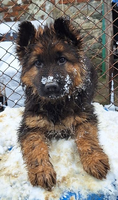Малка немска овчарка