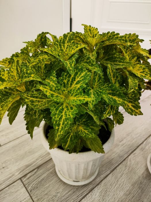 Растения на продажу. Доставка