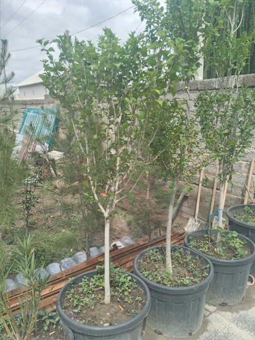 Садовник Дезинфекция хим.оброботка посадку цветов и деревьев