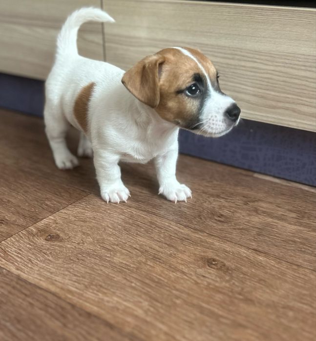 Щенок джек рассел терьер