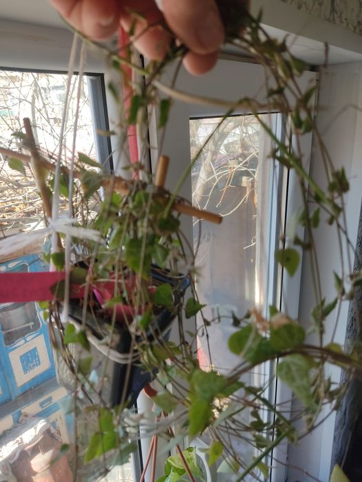 Циропегия Вуда. Цветок комнатный