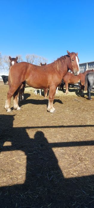 Жеребцы Тяжеловоз