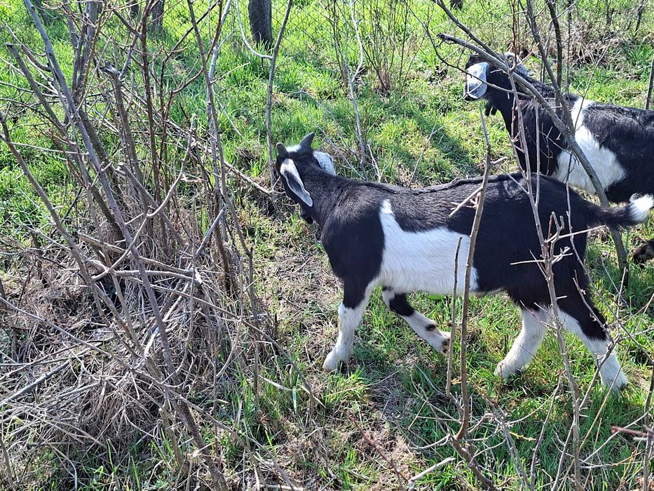 Vând iezi din rasele Anglonubian și Alpin Francez
