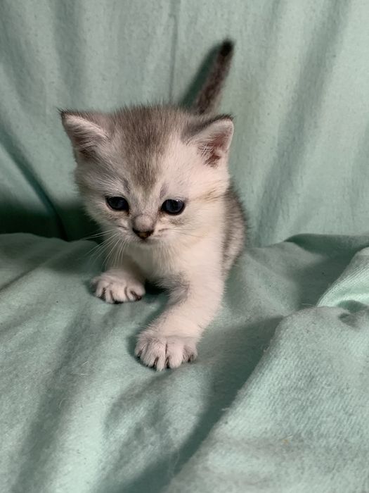 Шотладская кошечка.