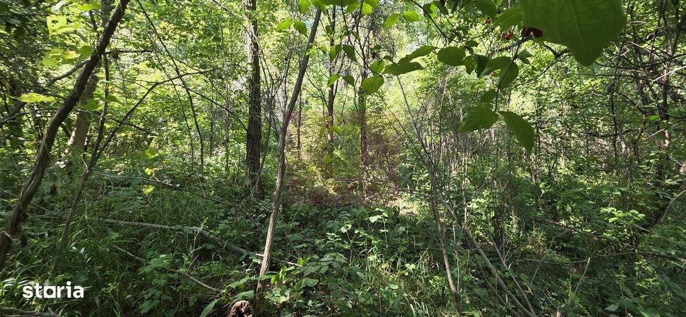 Teren intravilan de vanzare in Lunca Mare (la 10 km de Valea Doftanei)