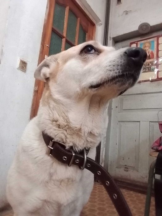 Ищем добрые руки для Лексы