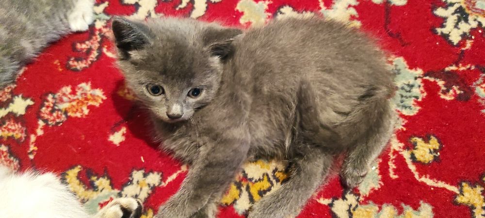 Дарю очень милых котят.