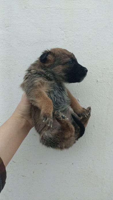 Отдам щенков в добрые руки.