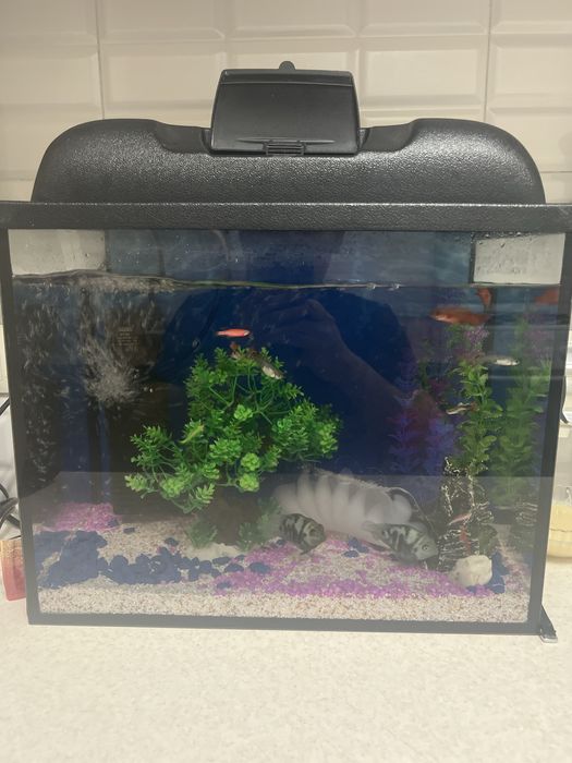 Продам аквариум 40 литров с рыбками