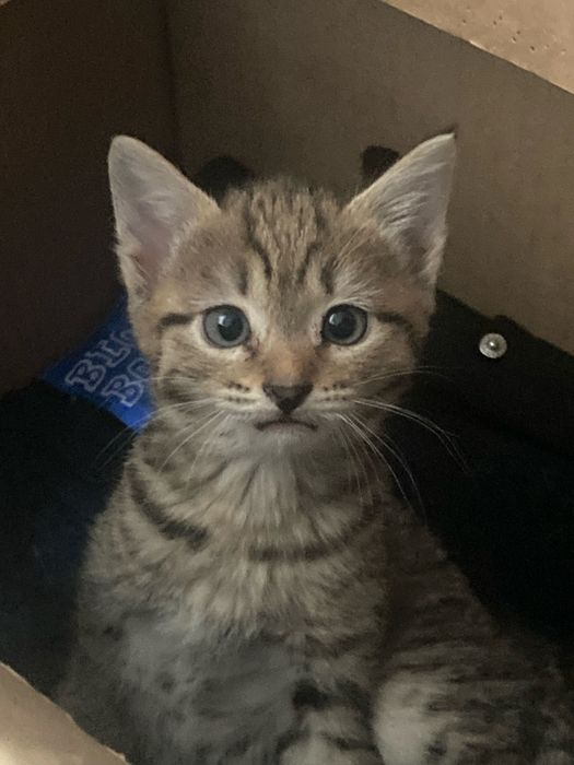 Милые и красивые котята