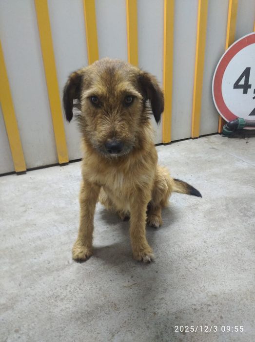 Пристраивается в хорошие руки