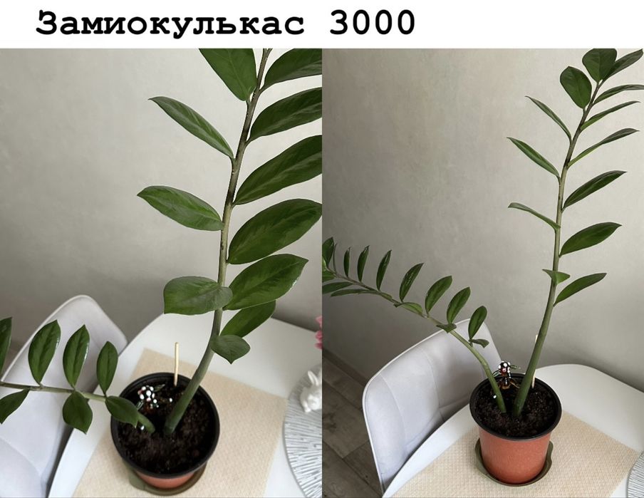 Комнатные цветы