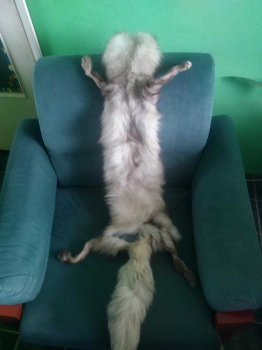 Сребърна лисица яка