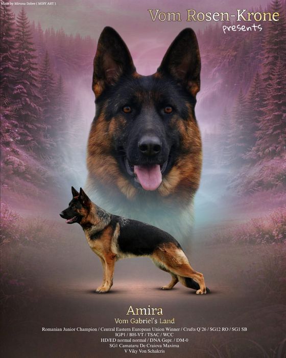 Femela ciobănesc german campioană cu pedigree linie de show testată