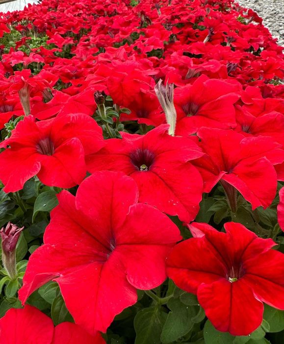 Петуния рассада цветов