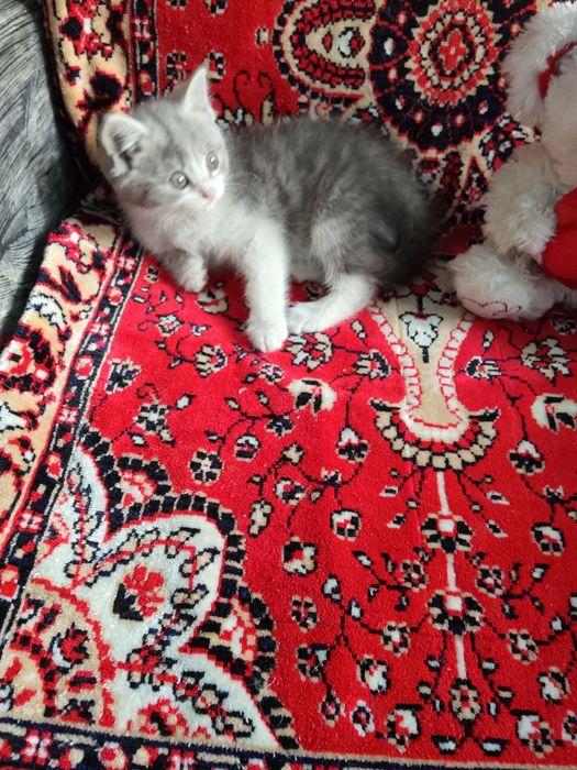 Пристраиваются котята  ( девочки )