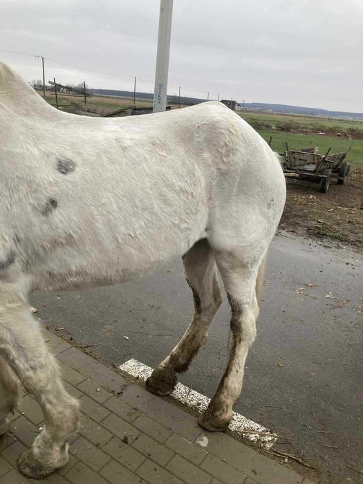 Iapã de vânzare !!!