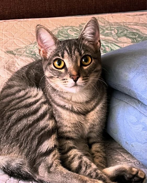 Кошка стерилизованная