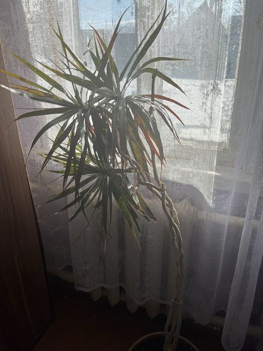 Цветок Драцена окаймленная