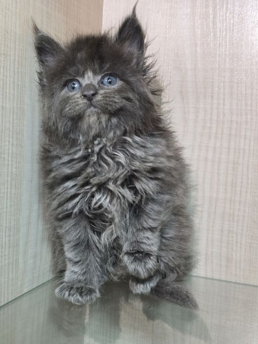 Мейн-кун продажа