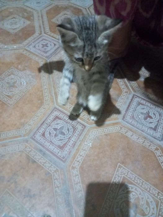 Mushuk bolalari 2 oyli