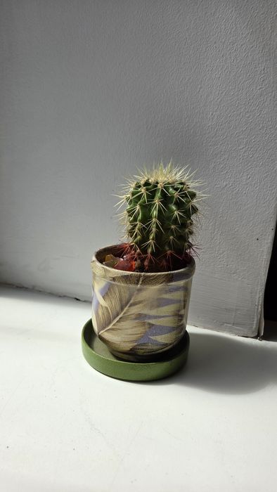 Продам кактус в керамическом горшке