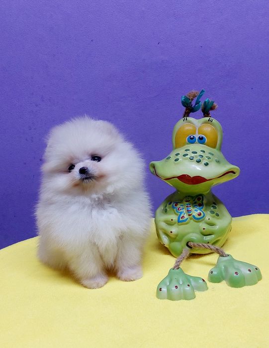 Девочка, померанский шпиц