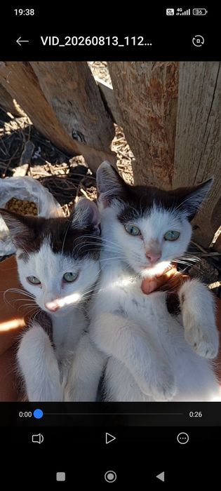 Котёнок котята две сестрички