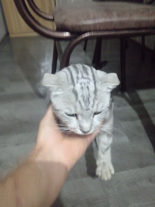 Paypoq ichida etuk italyan porno