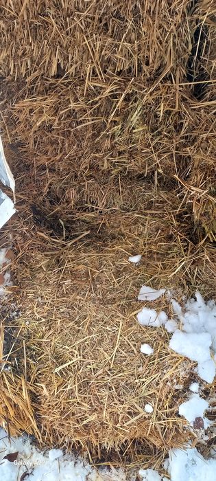 Сено луговая в тюках