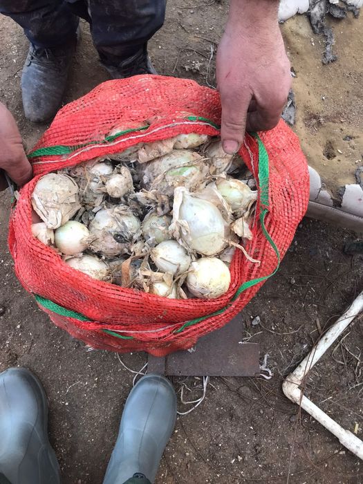 Продам белый  лук для посадки