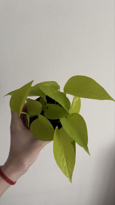 Эпипремнум неон лайм