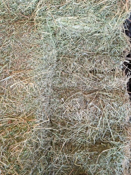 Продам люцерну в  тюках 350 тюков