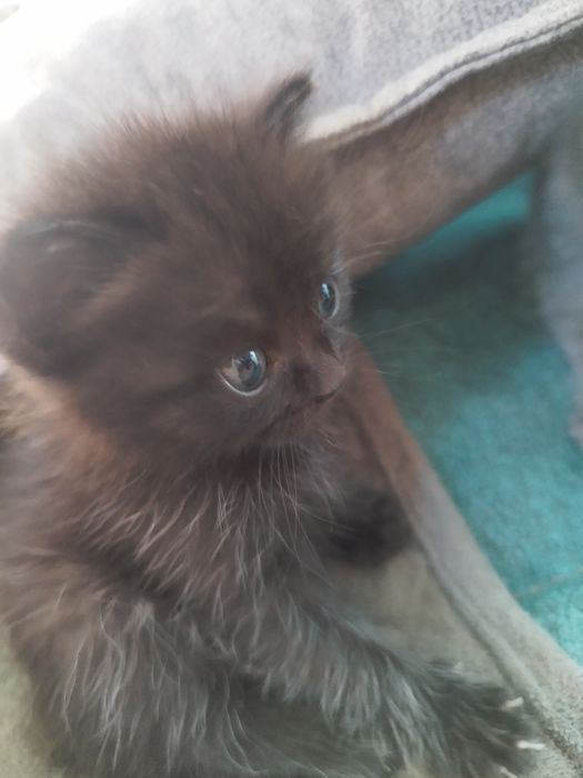 Продам котят папа британец