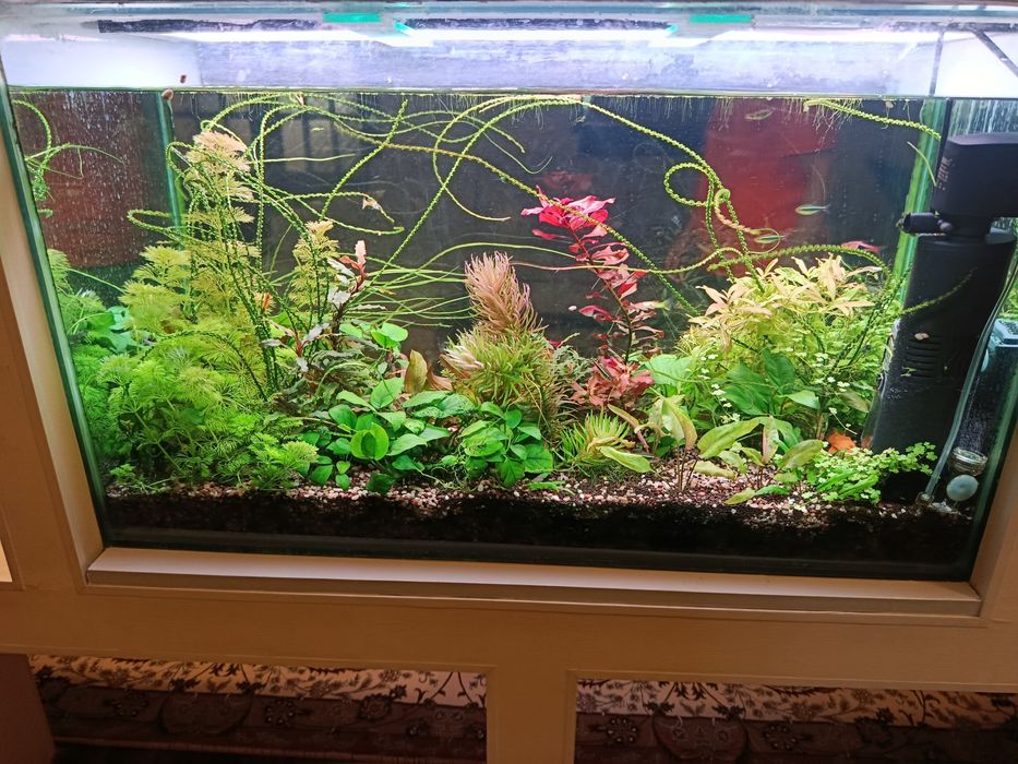 Аквариумные растения  набор