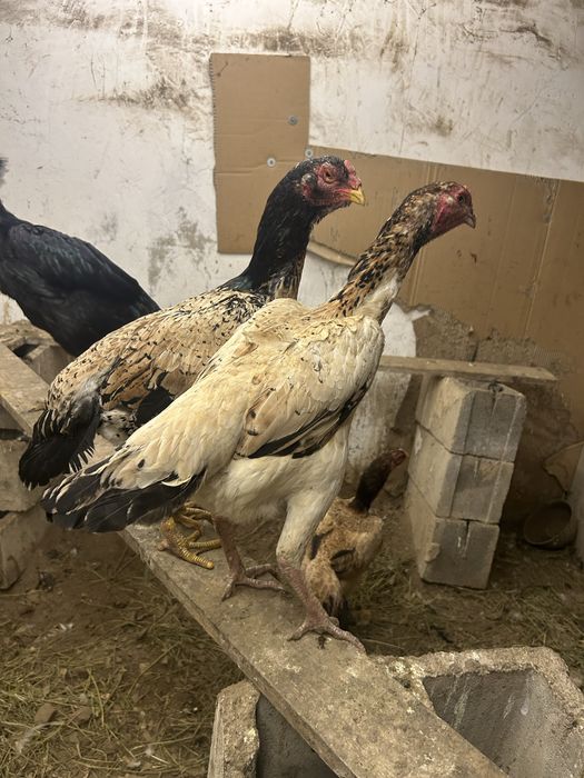 Инкубационный яйцо