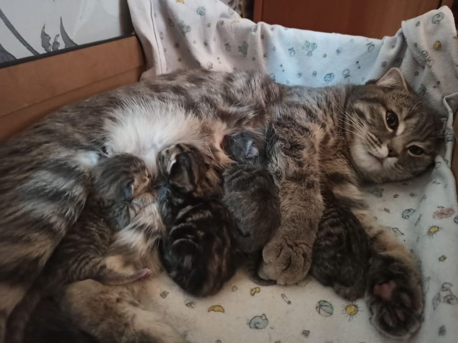 Вязка кот шотландец