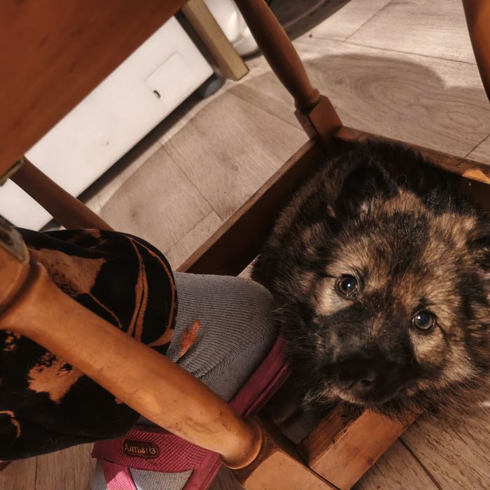 Отдам щенка в хорошие добрые руки