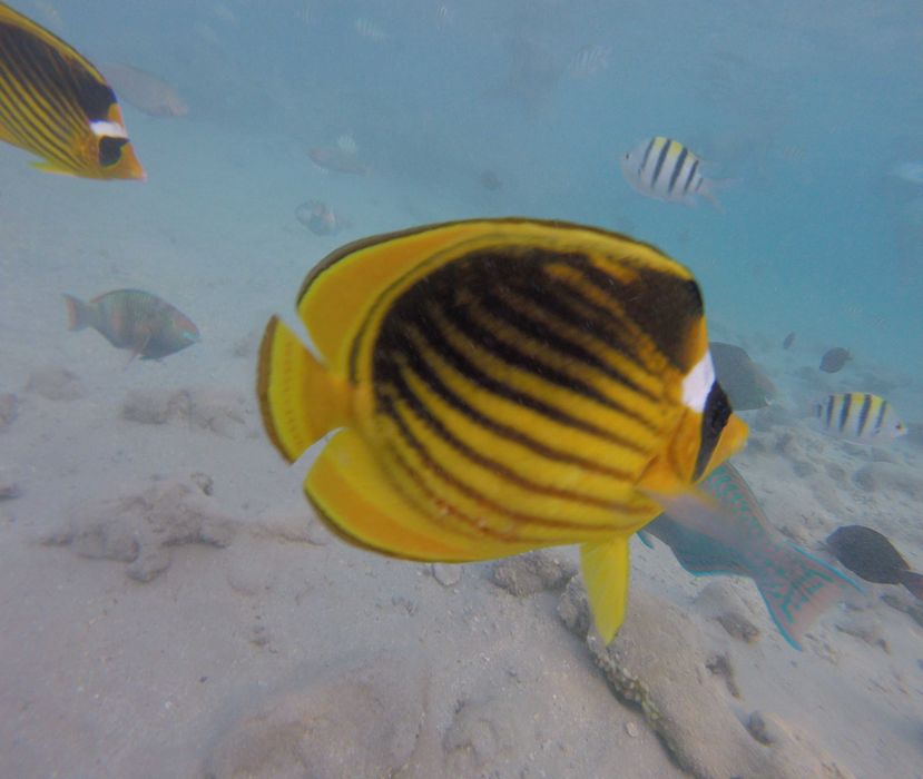 GoPro Hero 5 session