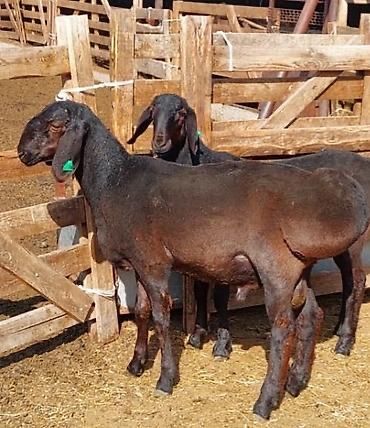 Продам Гисарских кошкаров
