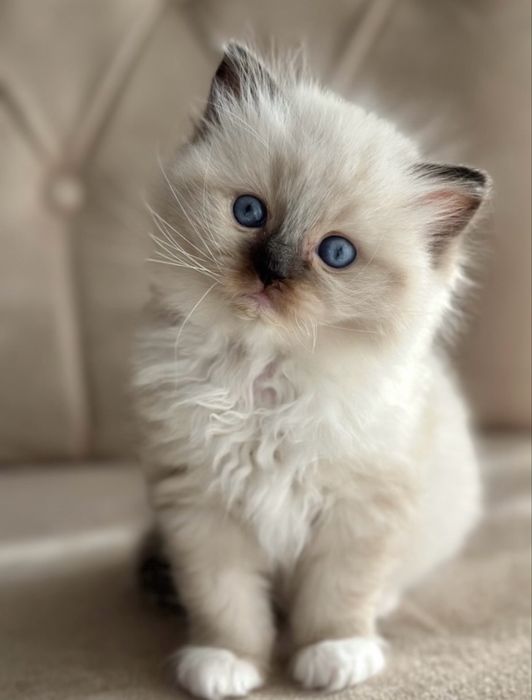 Ragdoll puiuti pufosi
