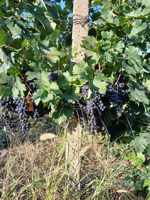 Vănd struguri merlot