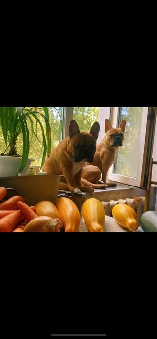 Щенки французкого бульдога