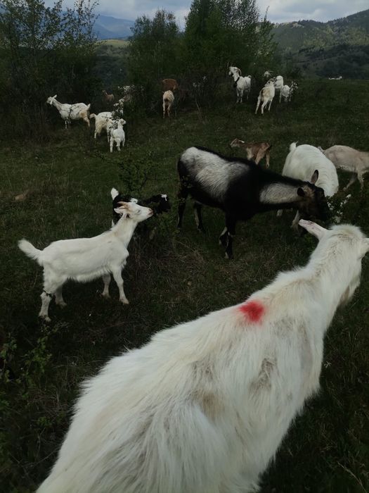 Vand 50 de capre Saanen si Anglonubian