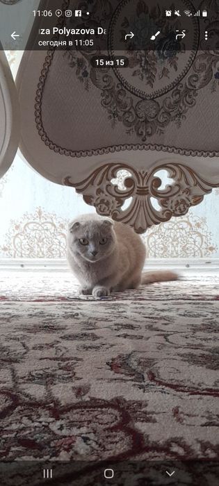 ПРОДАЕТСЯ!!! кошка шотланский вислоухий