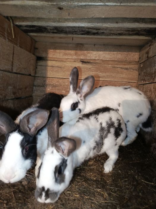 Продам кроликов х