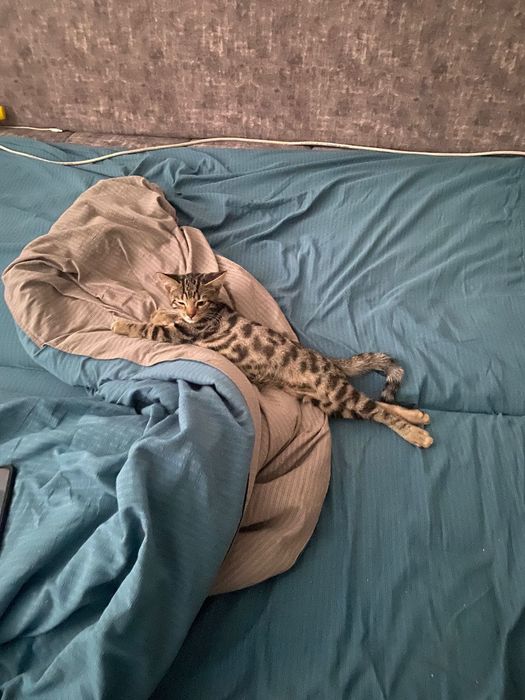 Бенгальская Кошечка