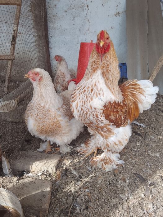 Инкубационные яйца и цыплята Брама